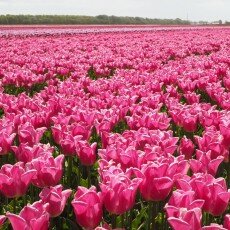 Tulip fields 11