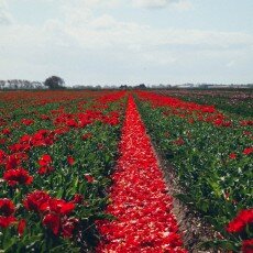 Tulip fields 13