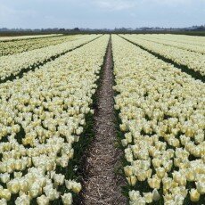 Tulip fields 14