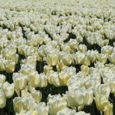 Tulip fields 18