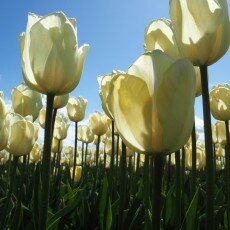 Tulip fields 15