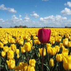 Tulip fields 16