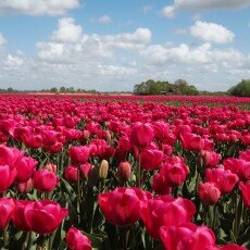 Tulip fields 20