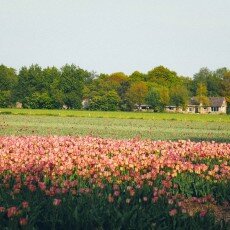Tulip fields 23