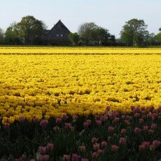 Tulip fields 25