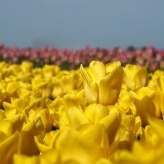 Tulip fields 26