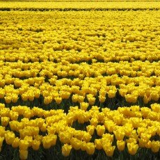 Tulip fields 27