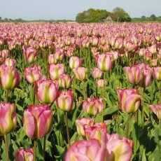 Tulip fields 24