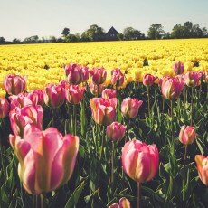 Tulip fields 28