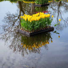 Floating-yellow-tulips