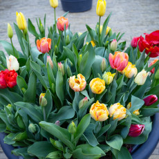 Tulp-Festival-Amsterdam-01