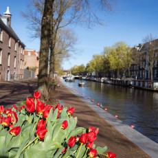 Tulp-Festival-Amsterdam-02