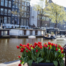 Tulp-Festival-Amsterdam-04