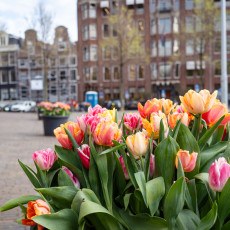 Tulp-Festival-Amsterdam-05