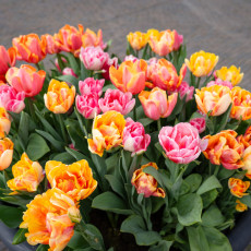 Tulp-Festival-Amsterdam-06