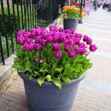 Tulp-Festival-Amsterdam-08