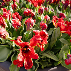 Tulp-Festival-Amsterdam-09