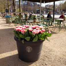 Tulp-Festival-Amsterdam-10