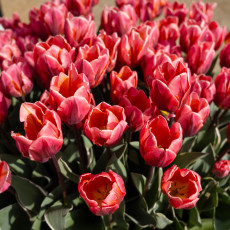 Tulp-Festival-Amsterdam-11