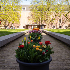 Tulp-Festival-Amsterdam-2026-Hart-Museum-01