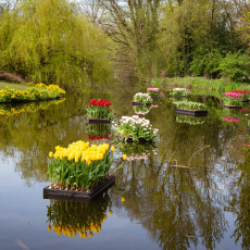Tulp-Festival-Amsterdam-Floating-tulips-Vondelpark_3