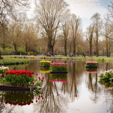 Tulp-Festival-Amsterdam-Floating-tulips-Vondelpark_4