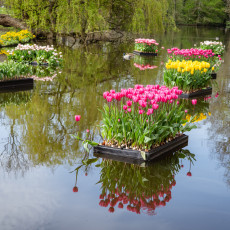 Tulp-Festival-Amsterdam-Floating-tulips-Vondelpark_5