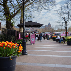 Tulp-Festival-Amsterdam-Museumplein-02