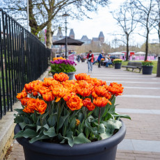 Tulp-Festival-Amsterdam-Museumplein