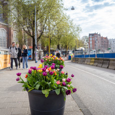 Tulp-Festival-Amsterdam-Rozengracht