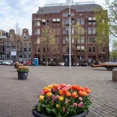 Tulp-Festival-Amsterdam-Westermarkt