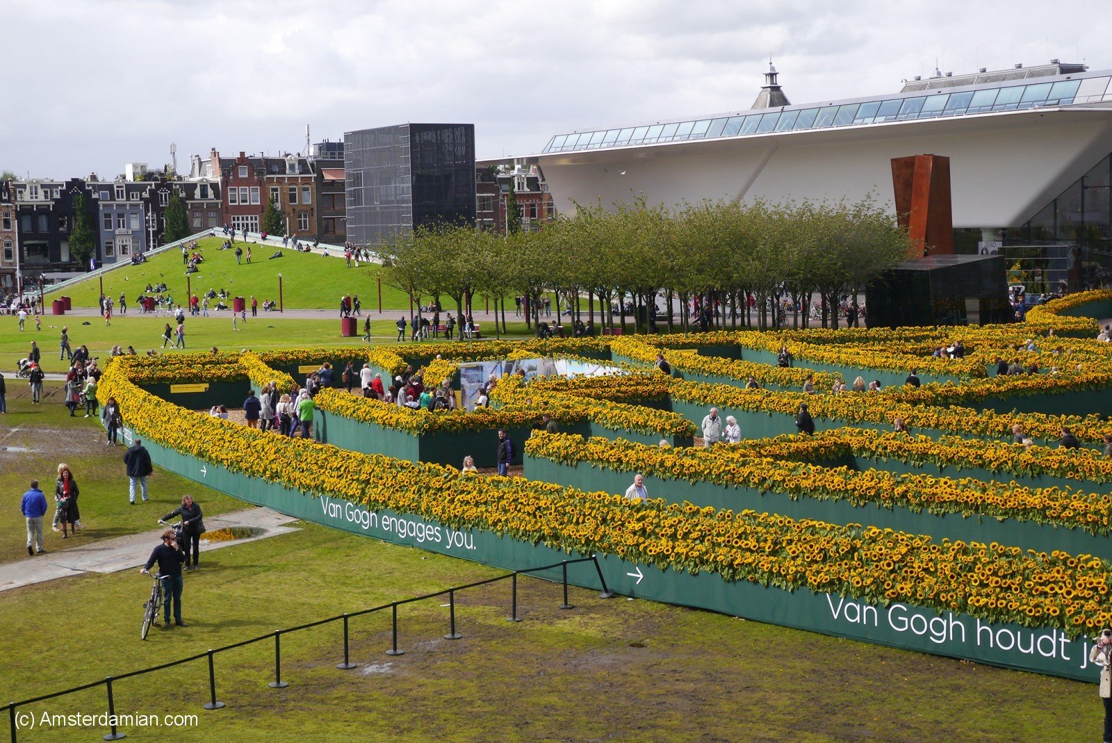 A Sunflower Labyrinth At Van Gogh Museum Amsterdamian