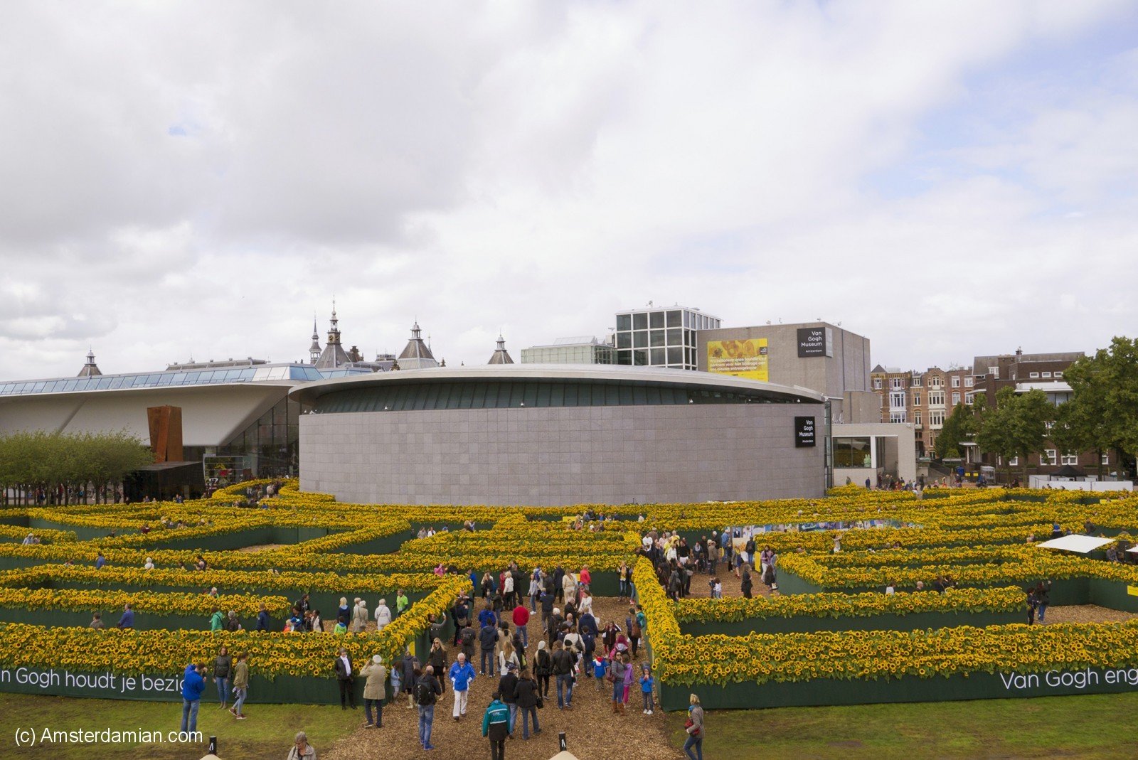 A Sunflower Labyrinth At Van Gogh Museum Amsterdamian