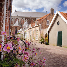 Pink anemones along a brick street in Veere