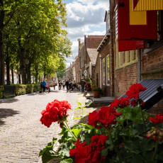 Red geraniums along a tree-lined street in Veere