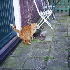 Pretty Dutch Villages: Volendam 23