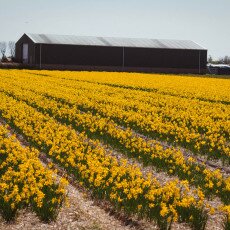 Flower fields near Warmond