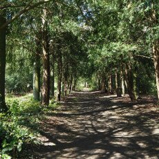 Estate Huys te Warmond forest