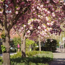 Warmond Village 09