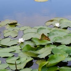Water lilies 02