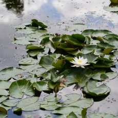 Water lilies 04