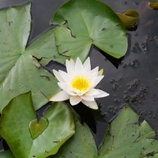 Water lilies 05