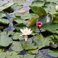Water lilies 07