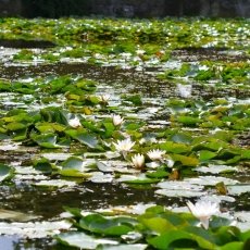 Water lilies 09