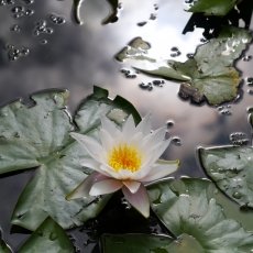 Water lilies 10