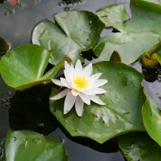 Water lilies 11