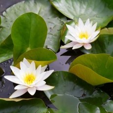 Water lilies 14