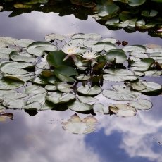 Water lilies 15