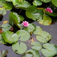 Water lilies 18