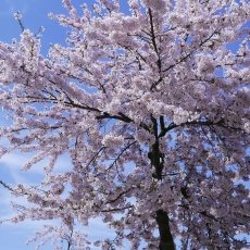 Cherry blossom 04